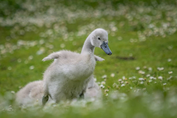 Group of swans are swimming on lake in forest.