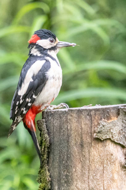 istock birds at the local park 2197803222