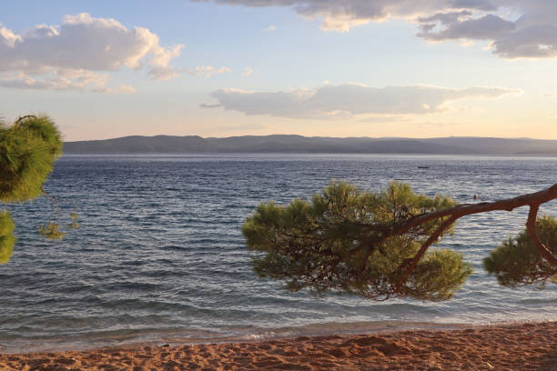 Picturesque green pine branches over the sand on the beach in the rays of the setting sun, Brela, Croatia