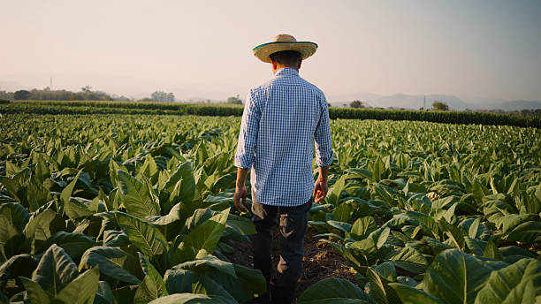 istock farmers are walking through the tobacco fields 2197804459