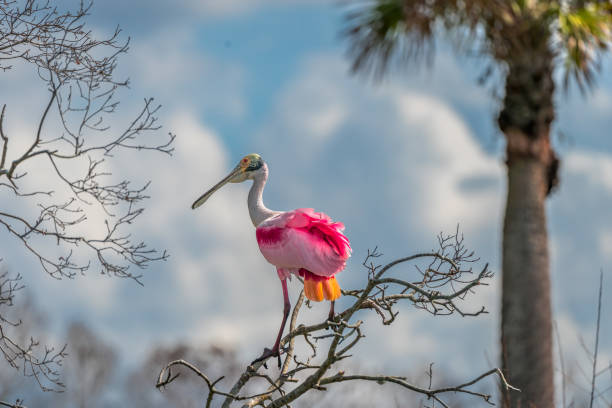 Roseate Spoonbill (Platalea ajaja)  at Orlando Wetlands Park, Florida