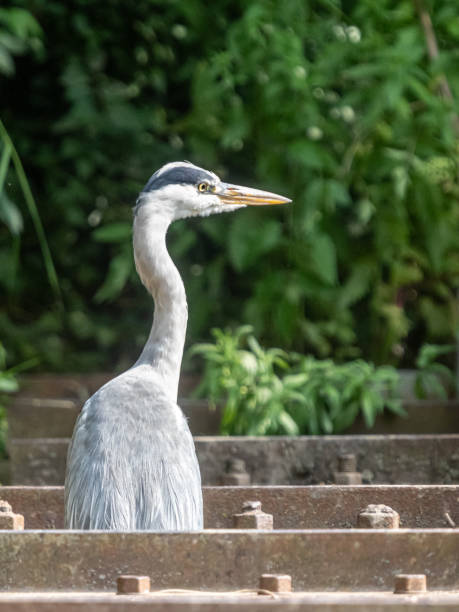 istock birds by the lake 2197805650