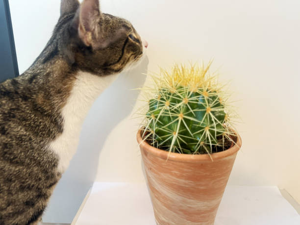 A curious domestic cat sniffs a spiky golden barrel cactus (Echinocactus grusonii) in a terracotta pot. The contrast between the soft fur and sharp cactus spines creates a humorous and intriguing scene, highlighting pets' curiosity and home decor elements.