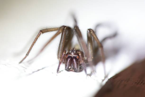 istock Barn funnel weaver, Tegenaria domestica 2197806864