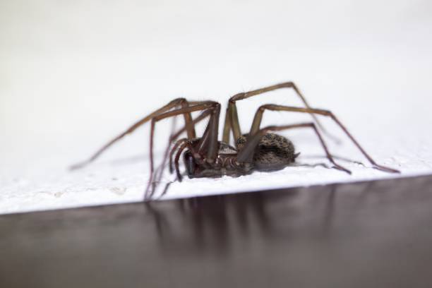 istock Barn funnel weaver, Tegenaria domestica 2197806871