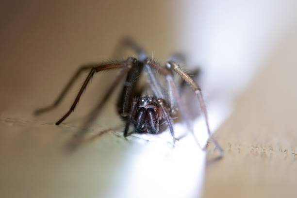 istock Barn funnel weaver, Tegenaria domestica 2197806907