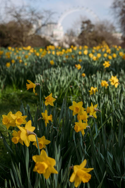 istock Daffodils, Spring in London, St James Park 2197807333