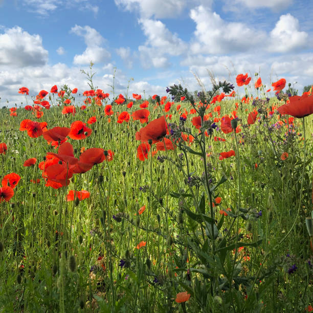 Fresh field of poppies in june. Bornholm.