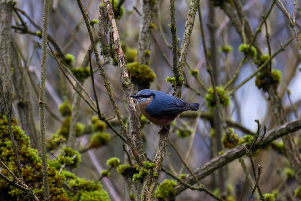 The Eurasian nuthatch or wood nuthatch (Sitta europaea) is a small passerine bird found throughout the Palearctic and in Europe. Like other nuthatches, it is a short-tailed bird with a long bill, blue-gray upperparts and a black eye-stripe. It is a vocal bird with a repeated loud dwip call. There are more than 20 subspecies in three main groups; birds in the west of the range have orange-buff underparts and a white throat, those in Russia have whitish underparts, and those in the east have a similar appearance to European birds, but lack the white throat.