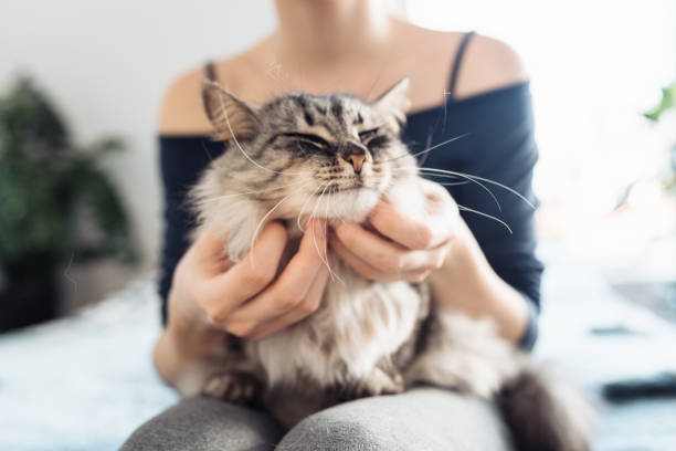 istock woman's hands hugging and scratching a fluffy gray cat 2197808955