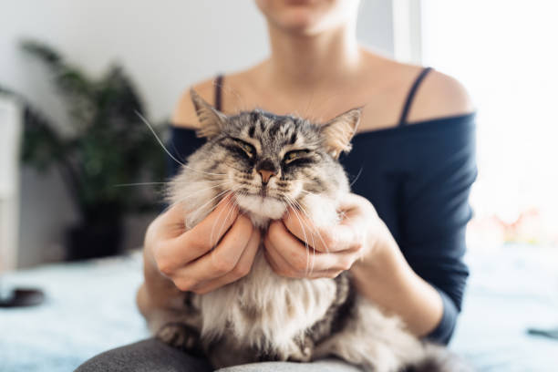 istock woman's hands hugging and scratching a fluffy gray cat 2197809160