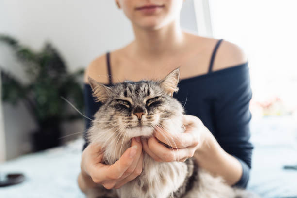 istock woman's hands hugging and scratching a fluffy gray cat 2197809228