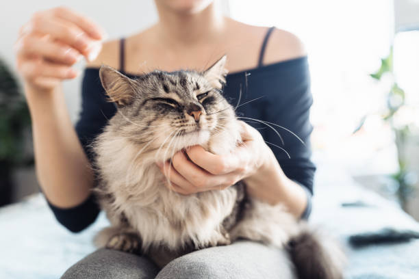 istock woman's hands hugging and scratching a fluffy gray cat 2197809286