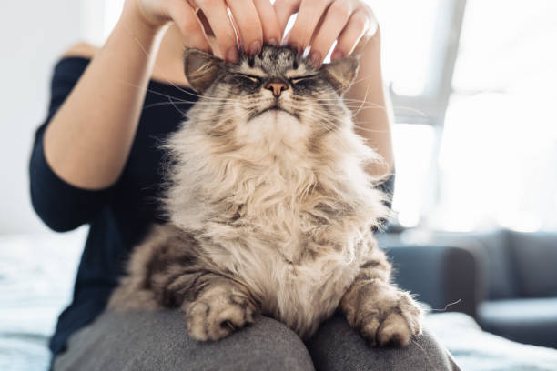 woman's hands hugging and scratching a fluffy gray cat