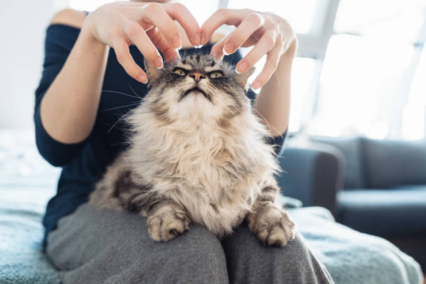istock woman's hands hugging and scratching a fluffy gray cat 2197809626