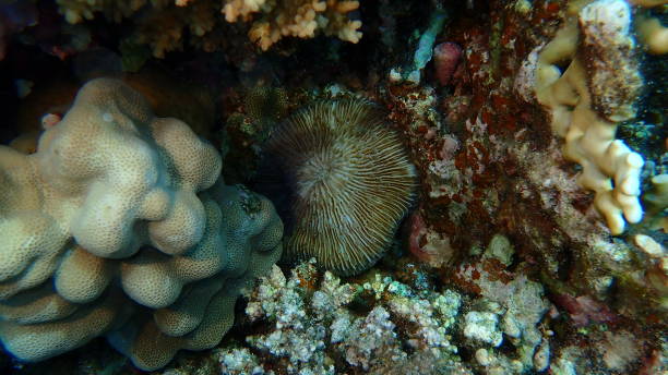 istock Mushroom coral (Danafungia scruposa) undersea 2197812289