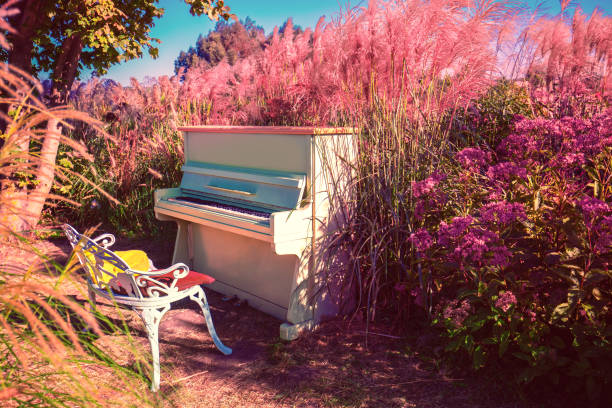 Old piano in the garden with pink miscanthus grass