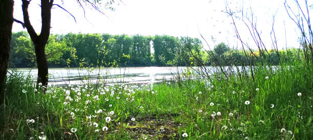 istock Lush Riverbank with Blooming White Dandelions 2197813565