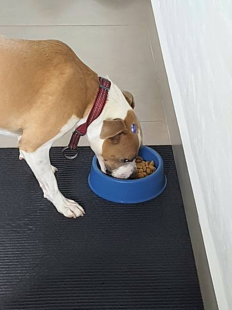 istock Dog eating food 2197814107