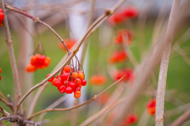 Red viburnum hanging on a bush after winter close-up on a blurred background.
