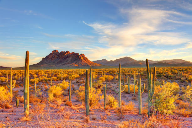 Ironwood Forest National Monument is located in the Sonoran Desert of Arizona near Tucson