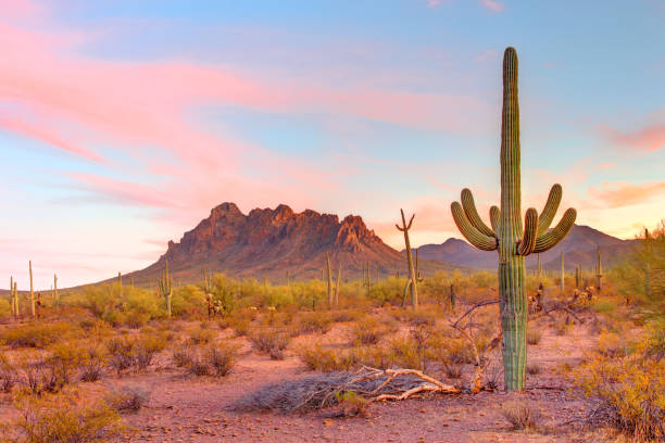 istock Ironwood Forest National Monument in Arizona 2197814681