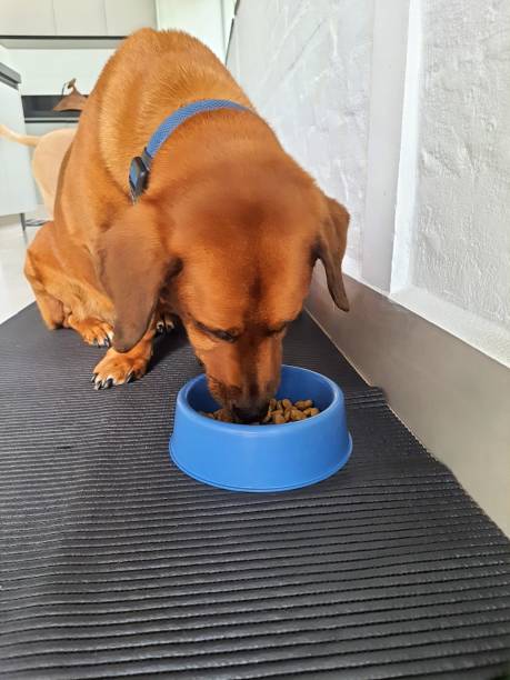 istock Dog eating food 2197815184