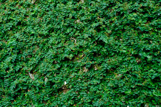 Dense Green Ivy Covering a Vertical Wall for Natural Texture