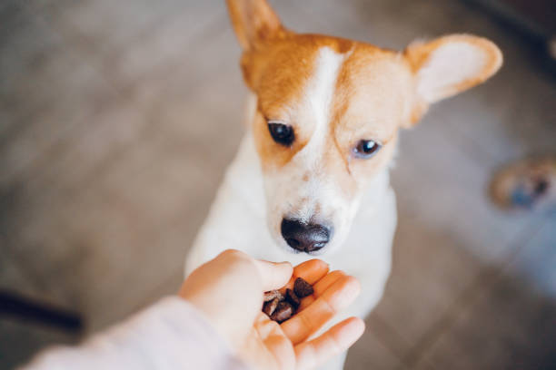istock Woman feeds dog 2197817007