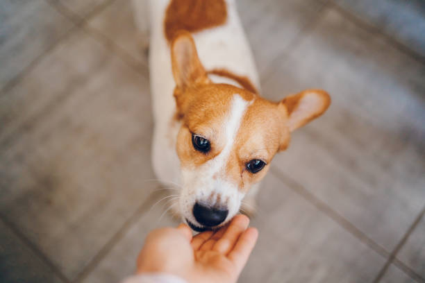 istock Woman feeds dog 2197817073