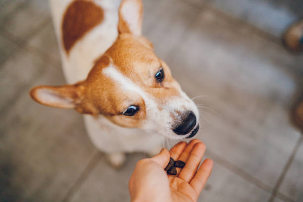 istock Woman feeds dog 2197817299