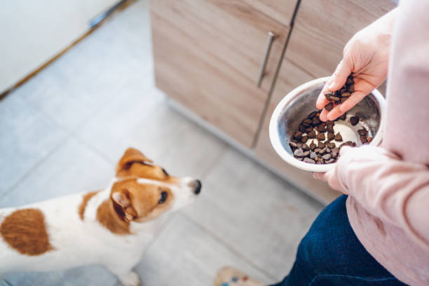 istock Woman feeds dog 2197817398