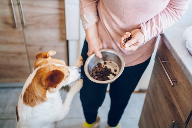 istock Woman feeds dog 2197817570