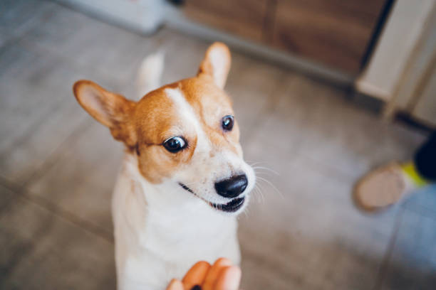 istock Woman feeds dog 2197817733
