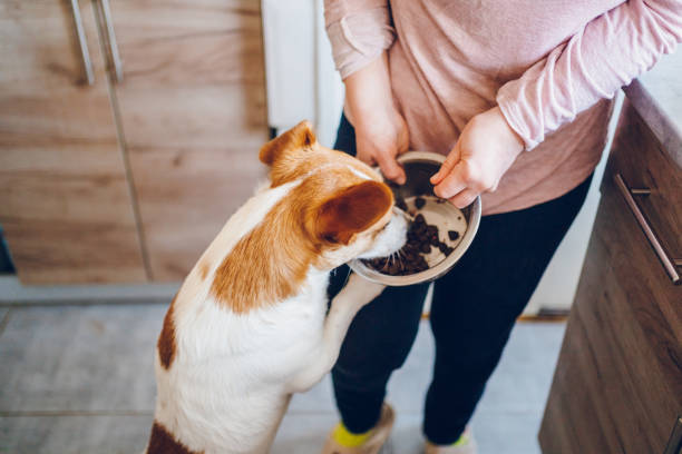 istock Woman feeds dog 2197817842