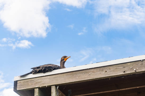 This is a photograph of a cormorant bird resting on the edge of a wooden railing with sky in the background on a sunny, winter day in the Florida Everglades.
