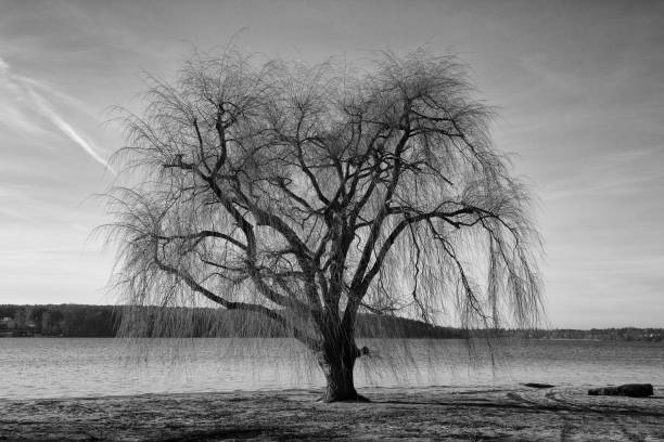 A tree in autumn in front of a lake