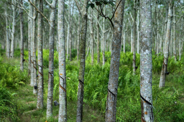 Objects and plant Rows of rubber trees. The resulting rubber is a type of elastic hydrocarbon polymer produced from a colloid known as latex colloid stock pictures, royalty-free photos & images