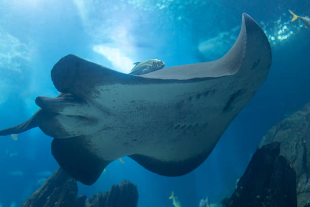 istock A stingray is swimming in a tank with other fish 2197822105