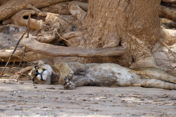 The lion is in the centre of the photo asleep under a tree. Its paws are stretched out in front of it. It looks like it is smiling. A radio collar can be seen around its neck.\n\nThe photo was taken in the Hoanib Valley, on the border of northern Damarland and Kaokoland, in north west Namibia in February 2024