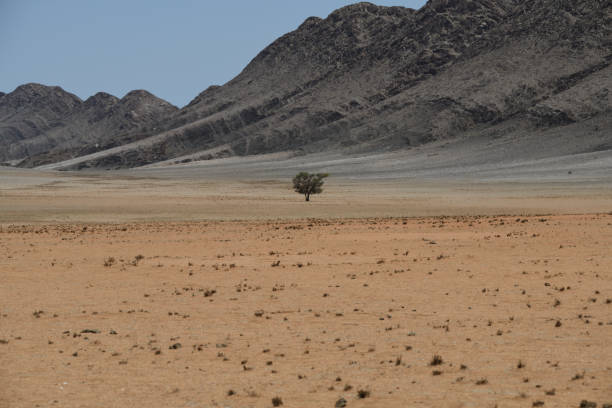 The Thar Desert spans an area of 175,000 square kilometers and covers large areas of Pakistan and India. It is the largest desert of Pakistan and the only subtropical desert of Asia. It is the seventh largest desert on the planet and the third largest in Asia. It has also spread into India. The Thar Desert, also known as the Great Indian Desert, is a large, arid region in the northwestern part of the Indian subcontinent that forms a natural boundary between India and Pakistan. It is the world's 17th largest desert, and the world's 9th largest subtropical desert. About 85% of the Thar Desert is in India, and the remaining 15% is in Pakistan. In India, it covers about 320,000 km2 (120,000 sq mi), of which 90% is in Rajasthan and extends into Gujarat, Punjab, and Haryana. In Pakistan, it spreads over Punjab and Sindh starting from the Tharparkar District in the east. This desert consists of a very dry part, the Marusthali region, in the west, and a semidesert region in the east with fewer sand dunes and slightly more precipitation.
