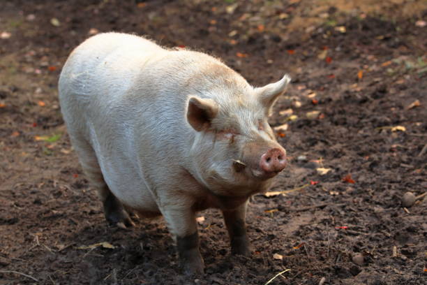 Large White Pig Roaming Through The Mud In Its Pasture