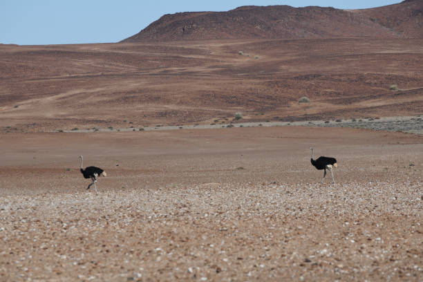 The photo shows two ostriches some distance apart in the remote Namib Desert. In the distant centre of of the photo is a  mountain. The foreground of the photo are rocky plains.\nThe photo was taken in the Palmweg Concession Area in Damaraland, a permit only area of the Namib Desert   in north west Namibia in February 2024