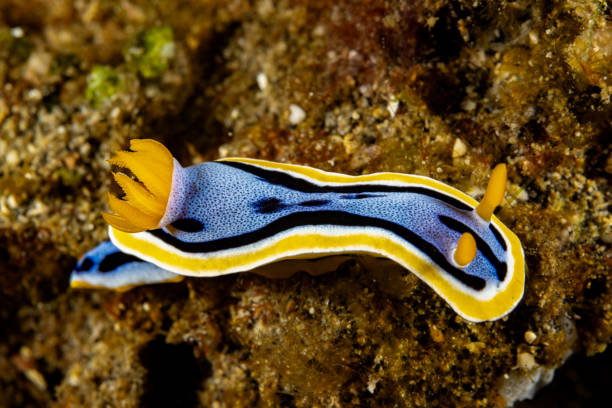 istock Beautiful Nudibranch Chromodoris annae, Lembeh Strait, Indonesia 2197823474