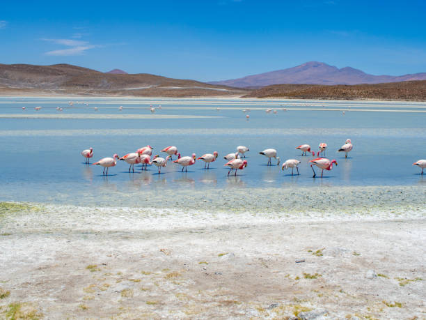 istock pink flamingos Stinking lake Bolivia 2197824471