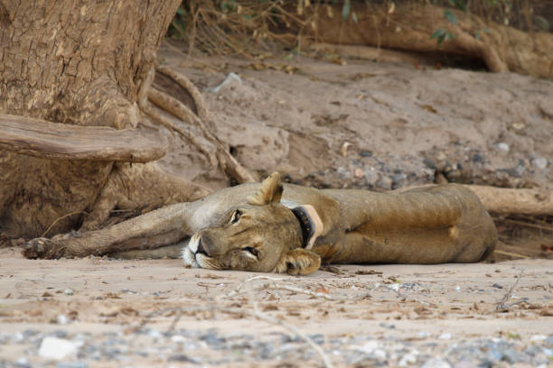 istock Lion lying on the ground in the Hoanib Valley Namibia 2197824481