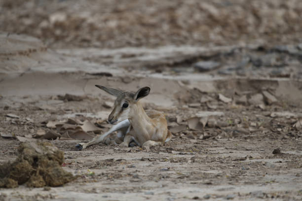 A young springbok is sitting in the centre of the photo.They are the same colour as the ground and therefore camouflaged.\nThe photo was taken in the Hoanib Valley, on the border of northern Damarland and Kaokoland, in north west Namibia in February 2024