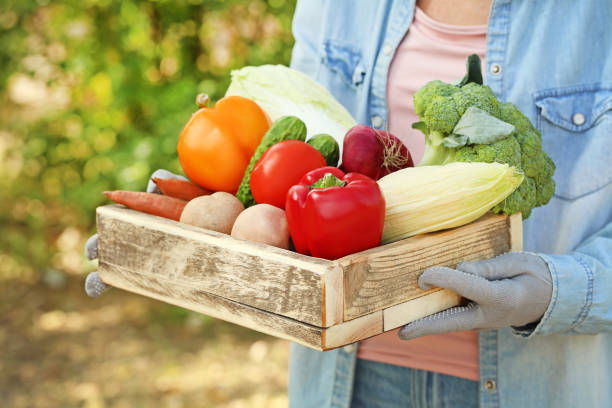 istock Female hands holding basket with fresh vegetables 2197825454