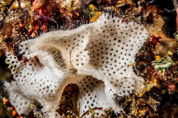 Close up shot of a yellow sponge. Vibrant textured background shot.