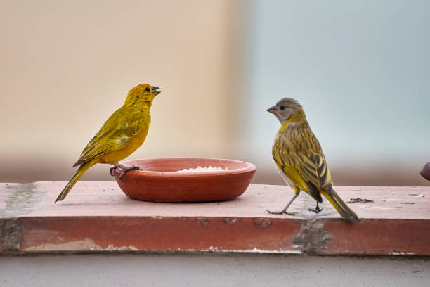 istock Saffron Seringue (Sicalis flaveola).Bird in freedom waiting to eat 2197827241